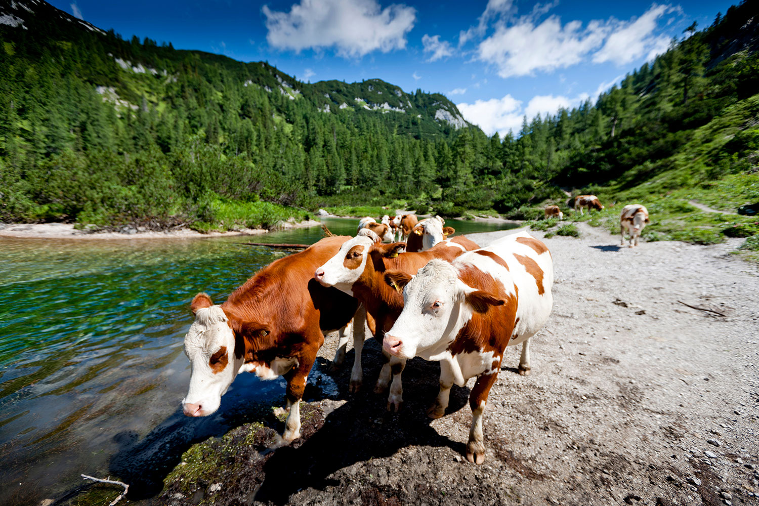 lamm-tom-tauplitz-wandern-der-hechl-6