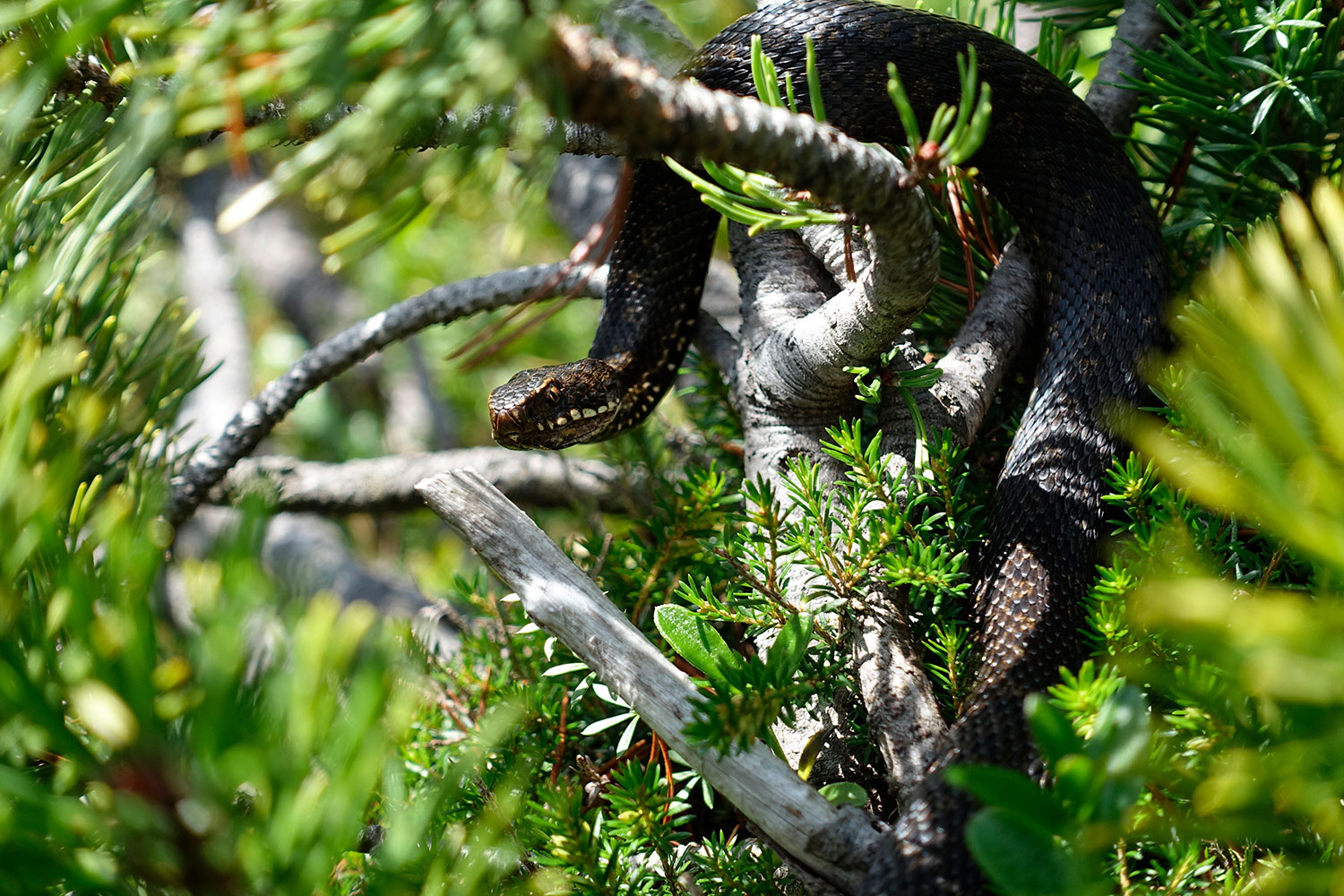tauplitzalm-kreuzotter-wunderschoen-hechl-tauplitz