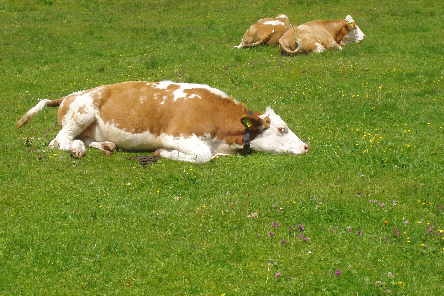 taupliz-alm-hechl-huette-8